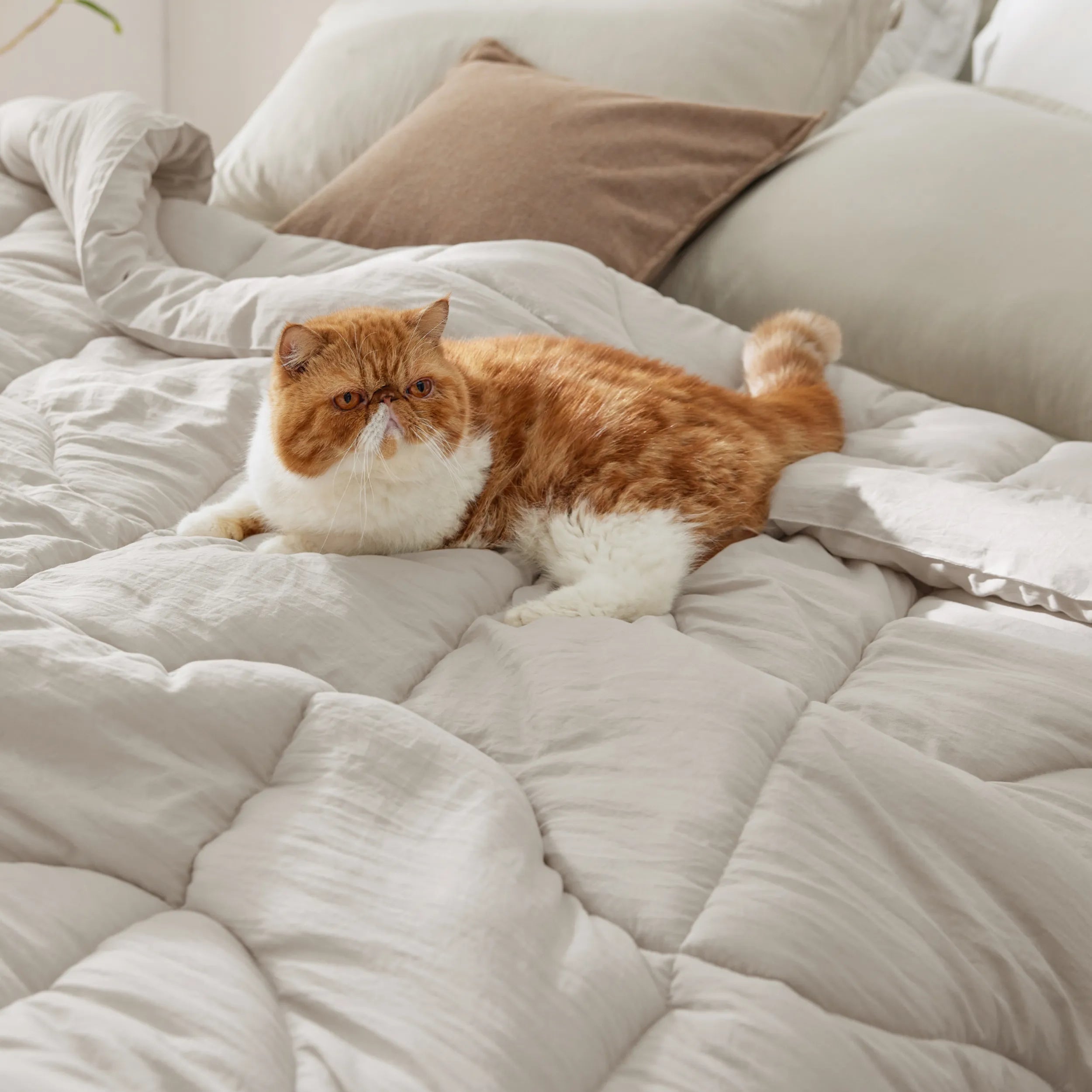 Prewashed Quilted Comforter - Image 5
