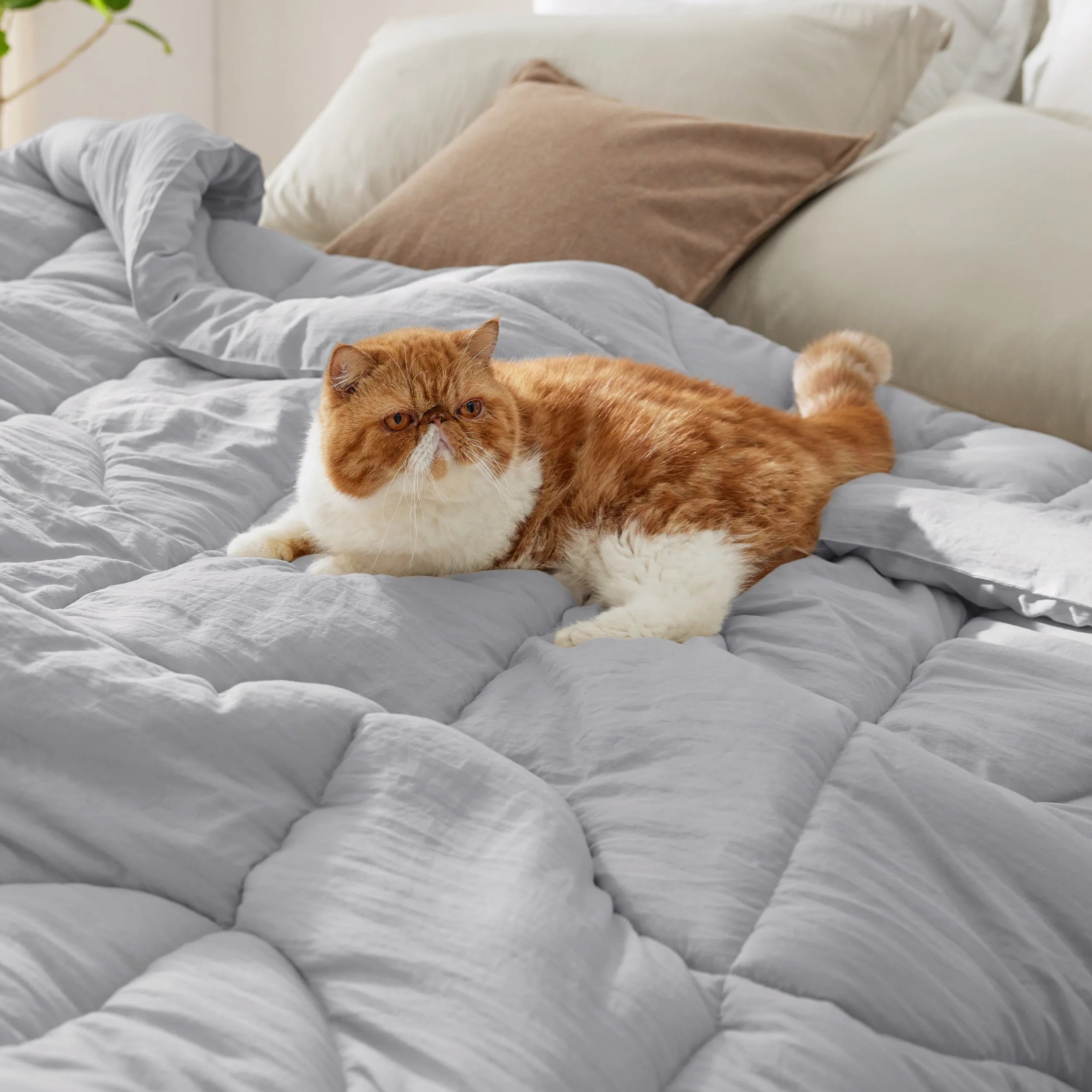 Prewashed Quilted Comforter - Image 15