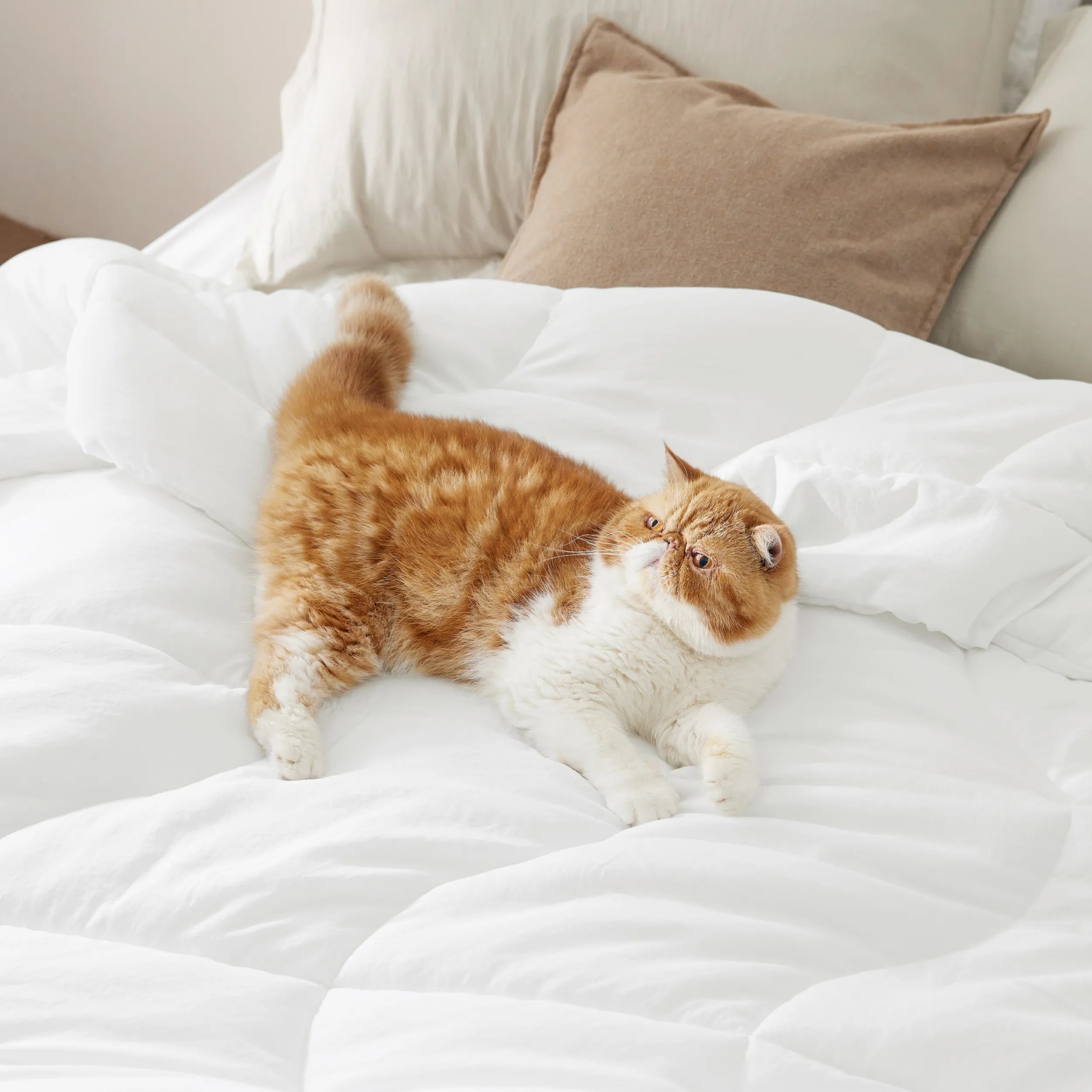 Prewashed Quilted Comforter - Image 10