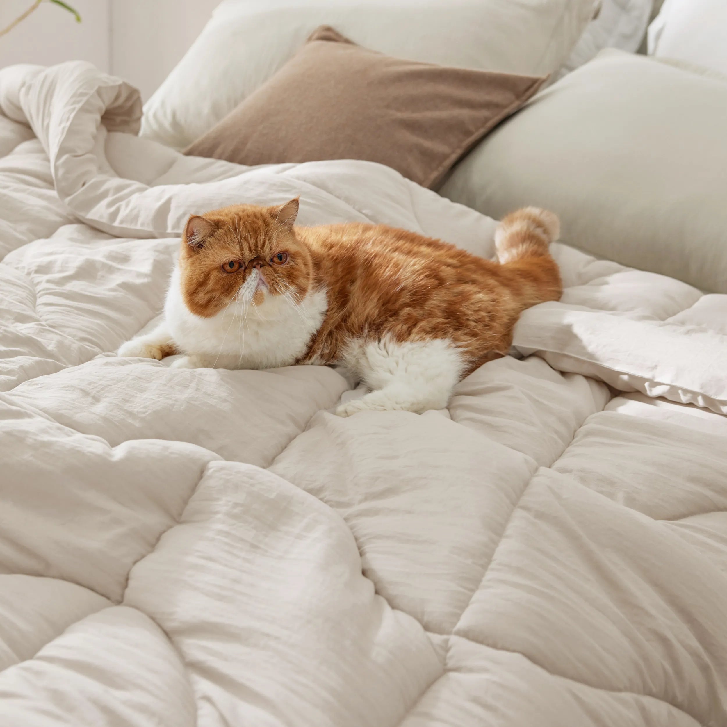 Prewashed Quilted Comforter - Image 25