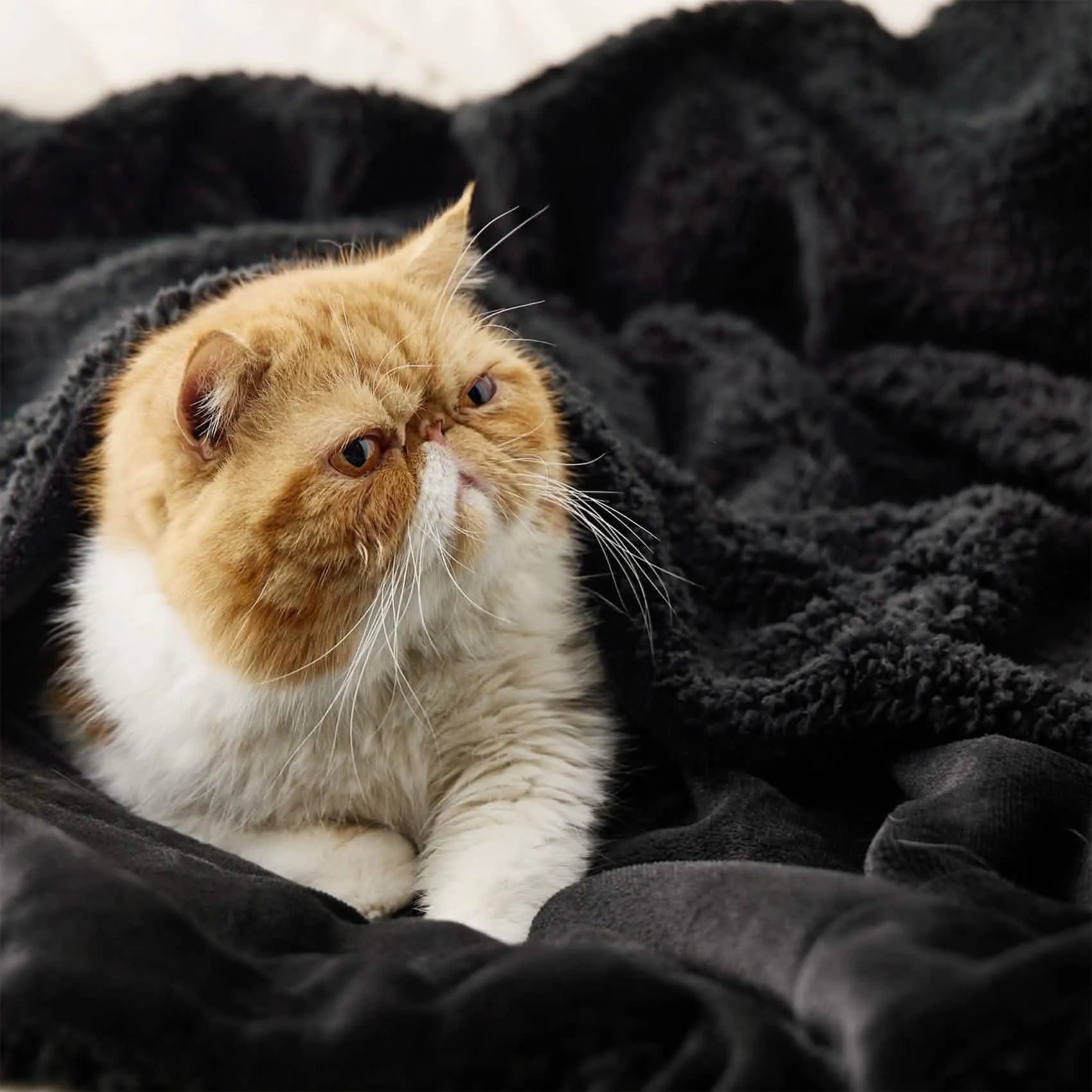 Sherpa Fleece Blanket - Image 23